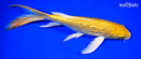 8.5" GINRIN YAMABUKI OGON BUTTERFLY