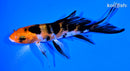 4.5" AKA SANKE BUTTERFLY
