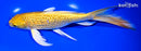 8.5" GINRIN YAMABUKI OGON BUTTERFLY
