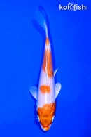 5.25" HARIWAKE