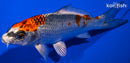 5.25" BENI GINGA