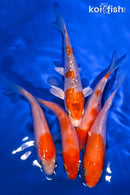 PACK OF (5) 3.75-4.25" STANDARD KOI