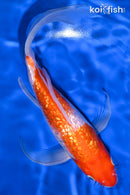 10" GINRIN KOHAKU BUTTERFLY