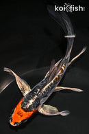 5.75" BENI KIKOKURYU BUTTERFLY