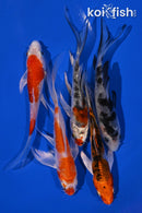 PACK OF (5) 4-5" BUTTERFLY KOI