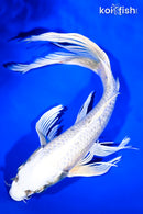 9" YAMATO NISHIKI BUTTERFLY