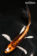 8" BENI KIKOKURYU BUTTERFLY