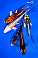 PACK OF (5) 4-5" STANDARD KOI