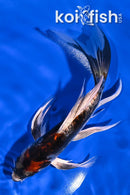 7.75" BENI KIKOKURYU BUTTERFLY