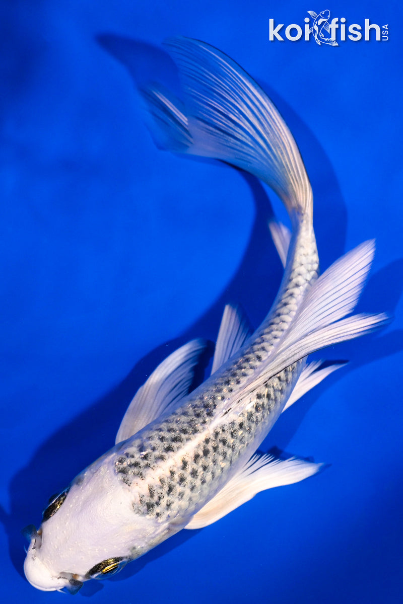 5.5" GIN MATSUBA BUTTERFLY