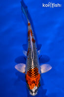 5.25" BENI GINGA