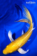 8.5" GINRIN YAMABUKI OGON BUTTERFLY