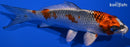 5.25" BENI GINGA