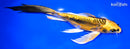 9.25" KIN KIKOKURYU BUTTERFLY