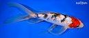 9.5" GINRIN SANKE BUTTERFLY