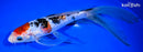 9.5" GINRIN SANKE BUTTERFLY