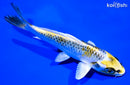 5.25" KUJAKU