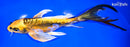 9.25" KIN KIKOKURYU BUTTERFLY