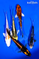 PACK OF (5) 4-5" STANDARD KOI