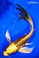 9.25" KIN KIKOKURYU BUTTERFLY