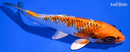 6.5" GINRIN KUJAKU