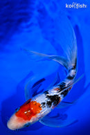 9.5" GINRIN SANKE BUTTERFLY