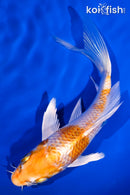 5.25" HARIWAKE BUTTERFLY