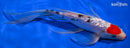 9.5" GINRIN TANCHO KUCHIBENI SANKE BUTTERFLY