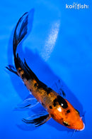 4.5" AKA SANKE BUTTERFLY