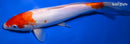 9.75" DOITSU KOHAKU