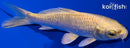 4.75" YAMABUKI OGON