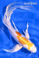 7.5" KIKUSUI BUTTERFLY