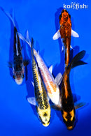 PACK OF (5) 4-5" STANDARD KOI