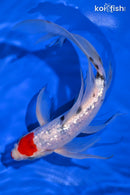 9.5" GINRIN TANCHO KUCHIBENI SANKE BUTTERFLY