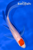 5.25" TANCHO KOHAKU BUTTERFLY