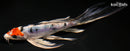 8.5" HEISEI NISHIKI BUTTERFLY
