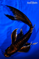 9.75" BENI KIKOKURYU BUTTERFLY