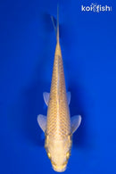 4.75" YAMABUKI OGON