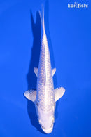 6.25" GINRIN PLATINUM OGON