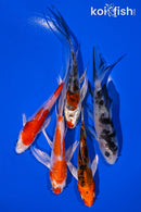 PACK OF (5) 4-5" BUTTERFLY KOI