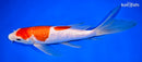 9" GINRIN KOHAKU BUTTERFLY