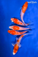 PACK OF (5) 3.75-4.25" STANDARD KOI