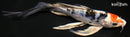 8.5" HEISEI NISHIKI BUTTERFLY