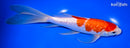 9" GINRIN KOHAKU BUTTERFLY