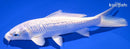 6.25" GINRIN PLATINUM OGON