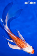 5.75" ARAGOKE HARIWAKE BUTTERFLY