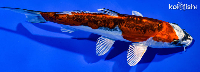 7" BENI KIKOKURYU