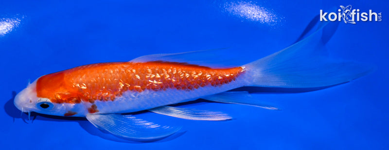 5.5" GINRIN HARIWAKE BUTTERFLY