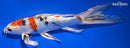 9.75" YAMATO NISHIKI BUTTERFLY