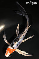 8.5" HEISEI NISHIKI BUTTERFLY